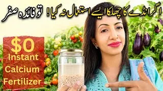Thumbnail: Correct Way to Use Eggshells in Gardening | Secret Fertilizer for Healthy Plants