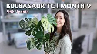 Thumbnail: Growing Monstera Bulbasaur From Tissue Culture 🧪 | 9 Month Update