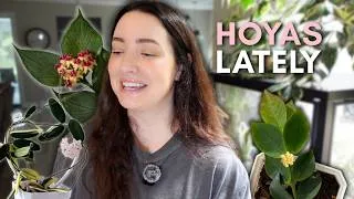 Thumbnail: Hoya care & catching up 🌸  repotting, blooms + updates