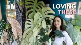 Thumbnail: 13 houseplants I'm loving in my collection right now 💕🌿
