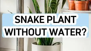 Thumbnail: How Long Can a Snake Plant Go Without Water?