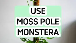 Thumbnail: How to Use a Moss Pole for Monstera