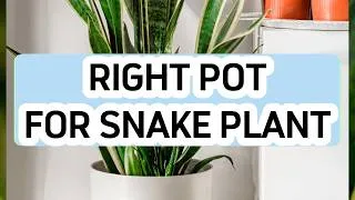 Thumbnail: How to Choose the Right Pot for a Snake Plant
