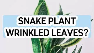 Thumbnail: Why Are My Snake Plant Leaves Wrinkled?