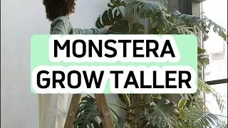 Thumbnail: How to Make a Monstera Grow Taller