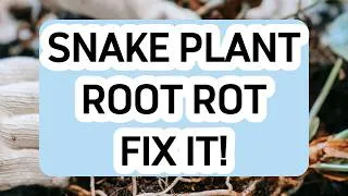 Thumbnail: How to Treat Root Rot in Snake Plant