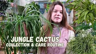 Thumbnail: My Rhipsalis Houseplant Collection + Care Routine