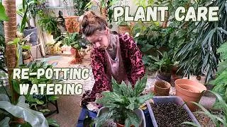 Thumbnail: Houseplant Chores: Re-potting And Watering
