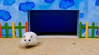 Thumbnail: MIS MASCOTAS JUGARON AL JUEGO DEL CALAMAR EN LA VIDA REAL