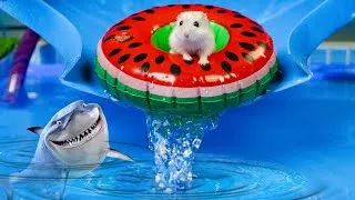 Thumbnail: 🐹 Hamster Escapes the Pool Maze for Pets 🐹Hamster vs Pop It maze for pets