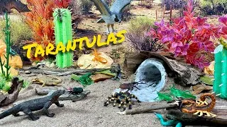 Thumbnail: Meet the Tarantula | Make a Desert Diorama full of Animals and Insects 🕷️