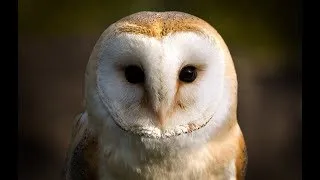 Thumbnail: Owl Documentary - Fascinating Facts About Owls (New Documentaries)