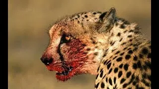 Thumbnail: Africa Wildlife  - Wild Animals in Africa Documentary | Predators (2018)
