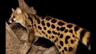 Thumbnail: Genet Cat - Wild Cat Species | Predators (Documentary)