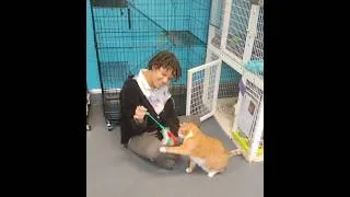 Thumbnail: PLK Pet Co - Fluvanna SPCA May 2026 - Tuft & Paw's Really Great Cat Litter