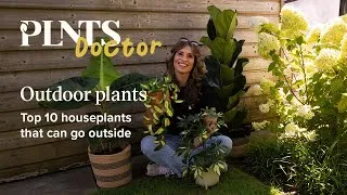 Thumbnail: Top 10 houseplants that love a summer getaway! | PLNTS Doctor SE3EP4