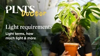Thumbnail: Shedding light on houseplant care: understanding light requirements | PLNTSdoctor SE3EP1