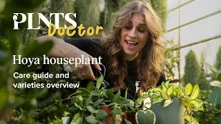 Thumbnail: Hoya houseplants (Wax plants): a complete care guide and varieties overview | PLNTSdoctor SE2EP12