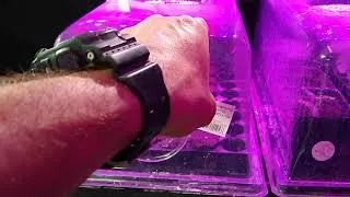 Thumbnail: Spring 2020 indoor food production and garden plants update