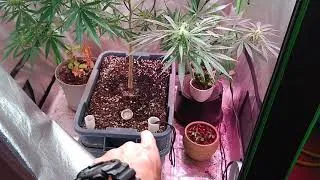 Thumbnail: Update on the Critical Mass "mint" 3rd week in flower