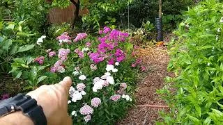 Thumbnail: Backyard Urban homestead walk 2019 week 24