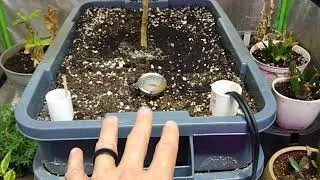Thumbnail: Indoor grow tents update 2019 week 24