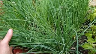 Thumbnail: Lower deck garden boxes update 2019 week 24