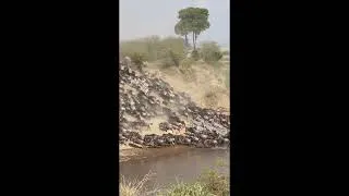 Thumbnail: The Great Migration Part 3 by Chenelle Marshall in Kenya's Masai Mara    HD 1080p
