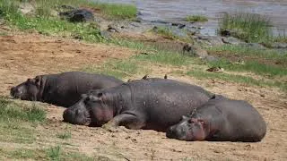 Thumbnail: The Great Migration Part 2 by Chenelle Marshall   SD 480p