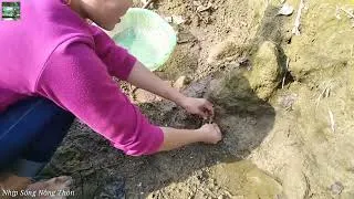 Thumbnail: Bắt cá mắc cạn Gặp hang ổ cá trạch khủng   Nhịp Sống Nông Thôn