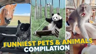 Thumbnail: Funniest Pets and Animals Caught on Camera