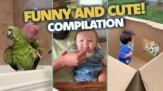 Thumbnail: Best Videos of the Month | Pets, Babies & More!