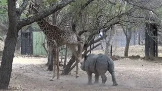 Thumbnail: Giraffe Kicked a Rhino -  slow motion