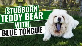 Thumbnail: CHOW CHOW- Breed to Avoid?  -Intriguing Facts - Breed Profile #chow #UnusualDogBreed #breedtoavoid