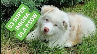 Thumbnail: Jak nazwać psa: 53 super imiona z ich znaczeniem