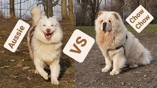 Thumbnail: Australian Shepherd vs Chow Chow - amusing comparison