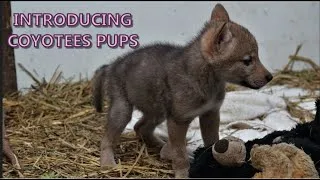 Thumbnail: Introducing a coyote pup to other coyote pups