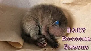 Thumbnail: A heartwarming story of rescued racoons