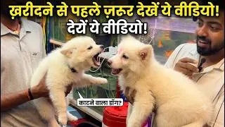 Thumbnail: क्या Indian spitz सच में ऐसा होते हैं? 😱 Don't Buy Before Watching This!