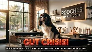Thumbnail: Puppy Enteritis Symptoms and Treatment: 7 Critical Facts