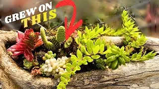Thumbnail: Colorful Succulents ne driftwood ko zinda kar diya🌈Itne healthy aur colorful succulents😍#succulent 