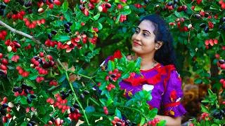 Thumbnail: Karonda Fruit Harvest! 🍒 Sour & Sweet Recipes From Garden To Table!