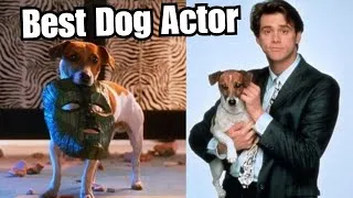 Thumbnail: Max the Dog Actor