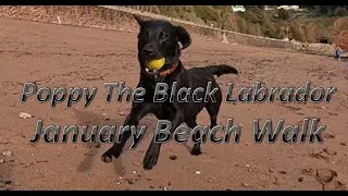 Thumbnail: Poppy The Black Labrador - January Beach Walk