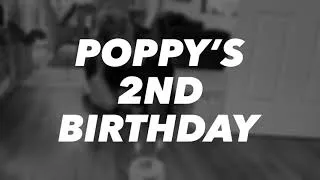 Thumbnail: Poppy’s 2nd Birthday - Poppy the Black Labrador
