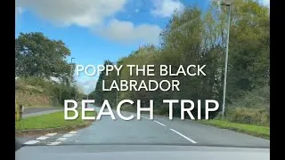 Thumbnail: Beach Trip - Poppy the Black Labrador