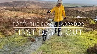 Thumbnail: First Day's Out - Poppy The Black Labrador