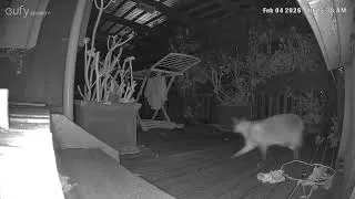 Thumbnail: Look how big this feral Persian cat is 