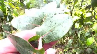 Thumbnail: How are the mountain ash saplings doing?