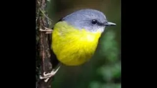 Thumbnail: Camera Trap! Eastern Yellow Robin (eopsaltria australis) v Centipede